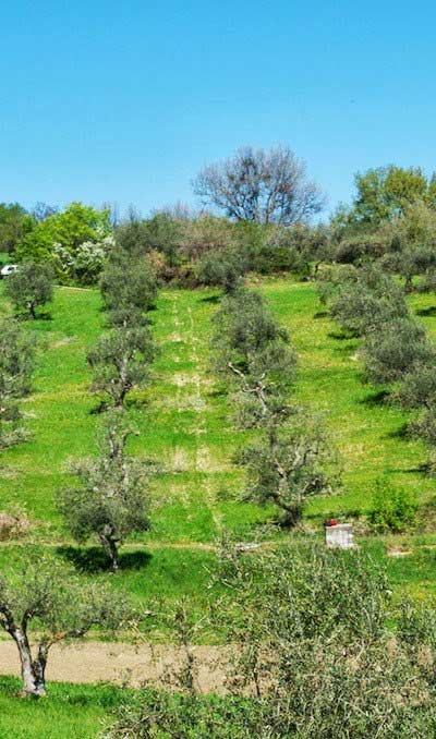 Olive verdi in salamoia con peperoncino peso sgocciolate 180 gr.